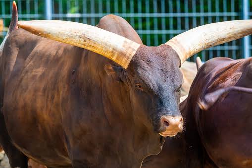 Satwa Baru Afrika Akan Datang Ke Ragunan Libur Nataru 2025