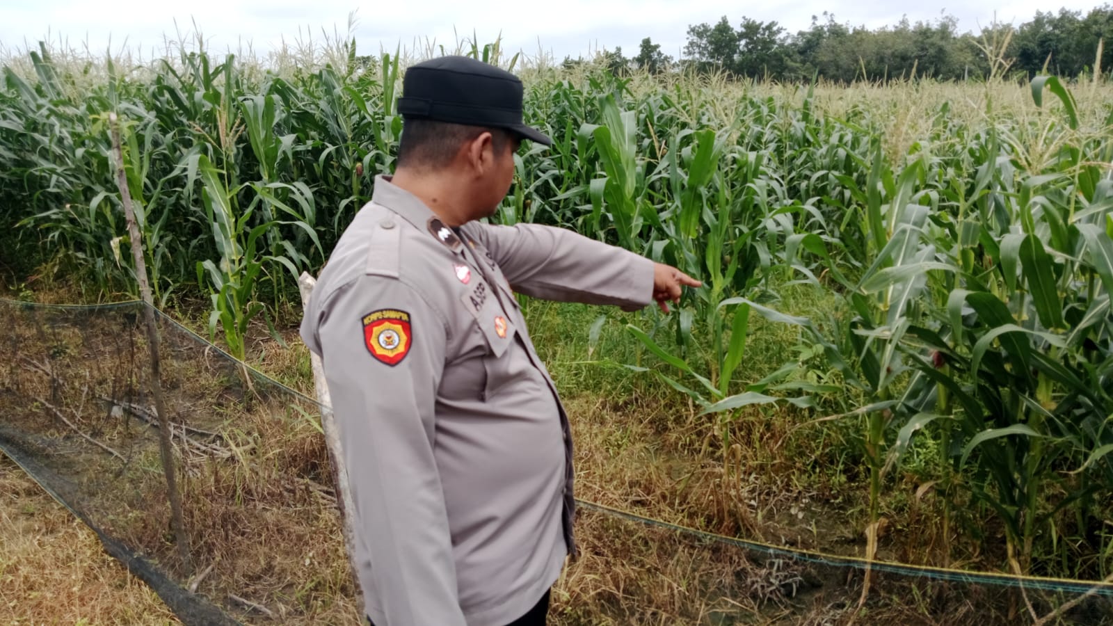 Personil Bhabinkamtibmas Polsek  Muara Kuang Perkembangan Jagung di Desa Tanahabang Ilir